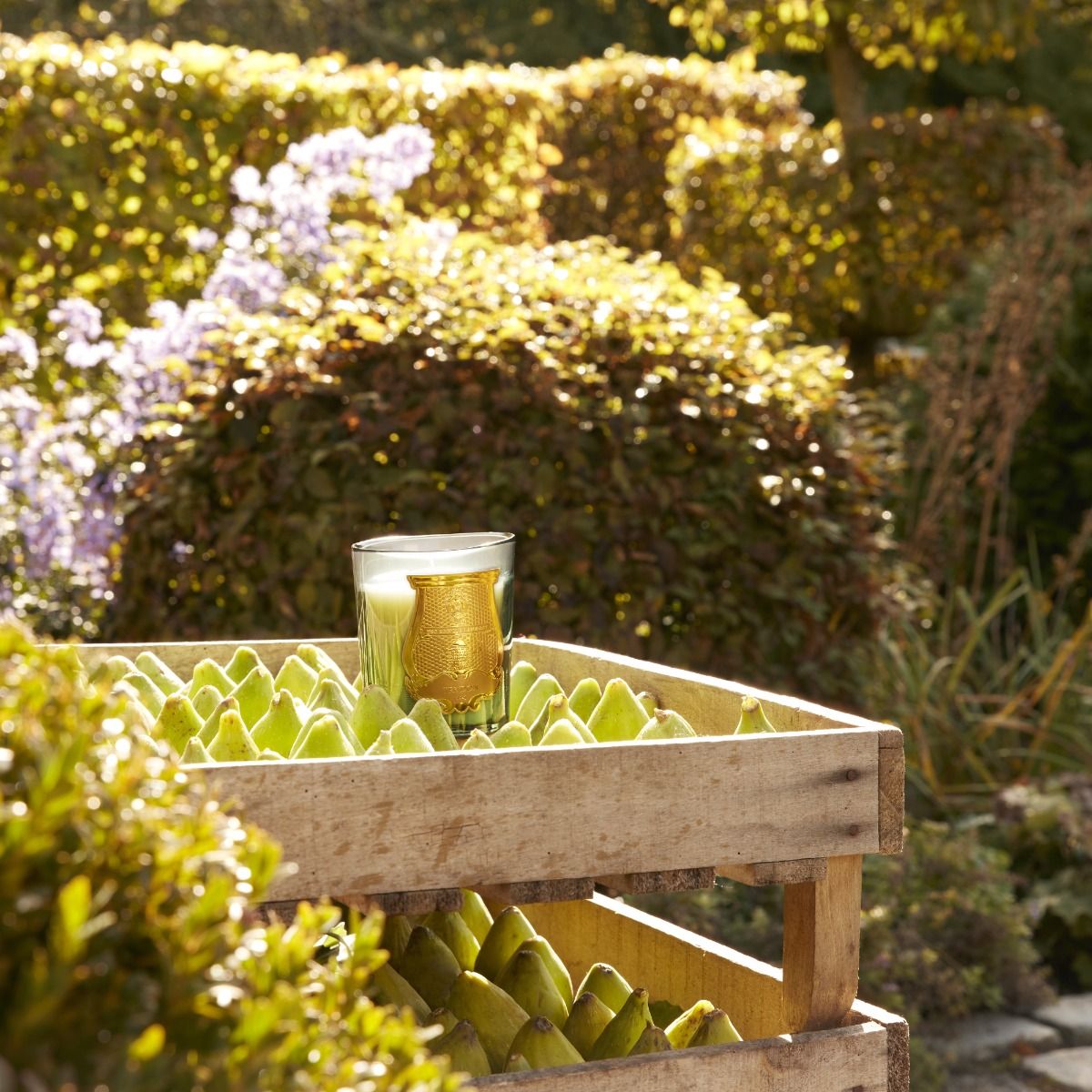 Trudon Figuerie candle styled in a crate of fresh figs in a sunlit garden