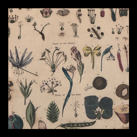 Cropped close-up of the antique flower-parts print with hand-colored botanical illustrations