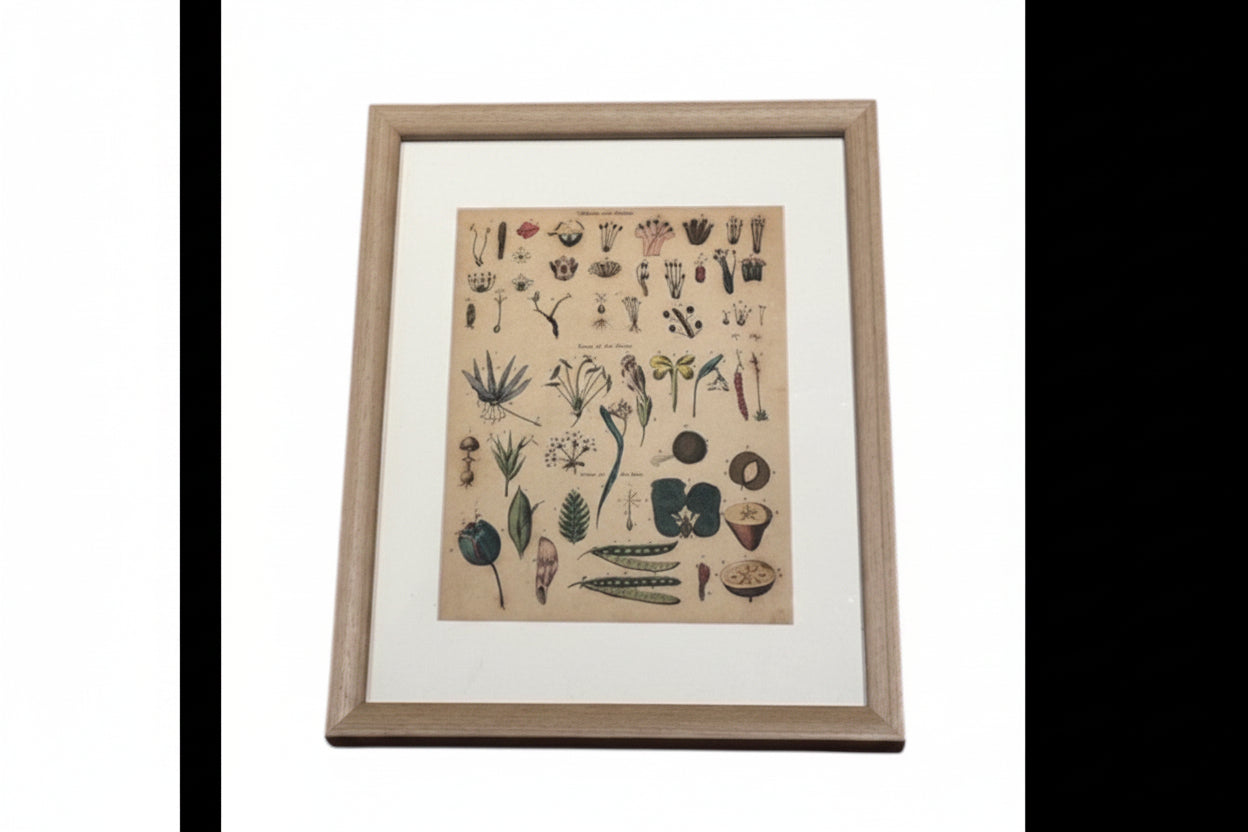 Antique 'Parts of the Flower' botanical book print in light wood frame with white mat, front view
