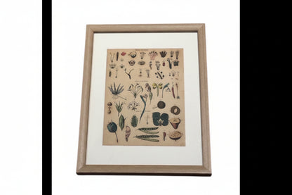 Antique 'Parts of the Flower' botanical book print in light wood frame with white mat, front view