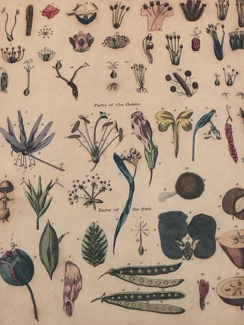 Close-up of hand-colored antique book print showing botanical parts of the flower and fruit