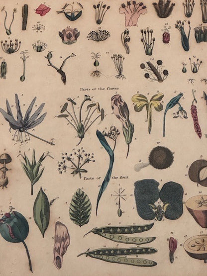 Close-up of hand-colored antique book print showing botanical parts of the flower and fruit