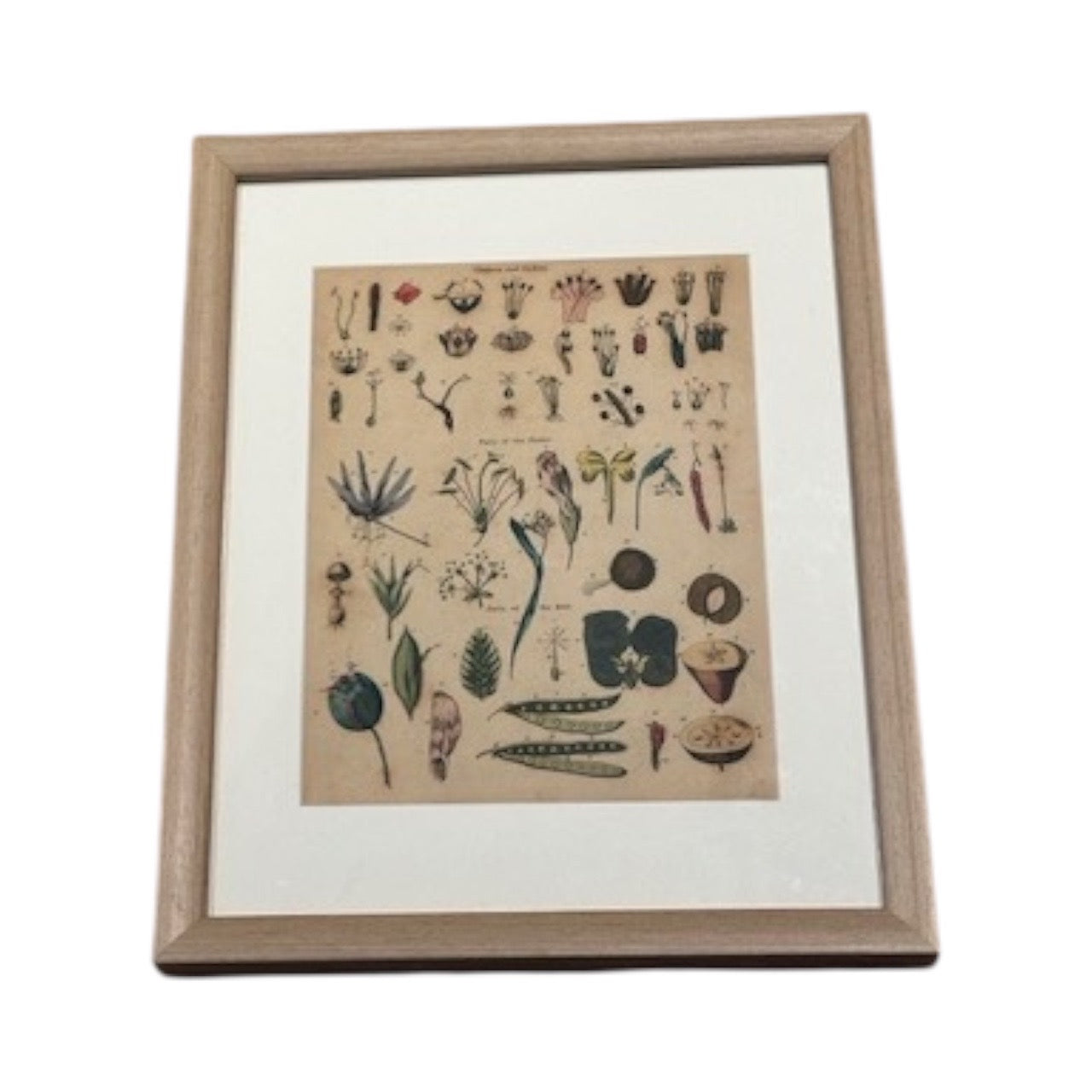 Framed antique 'Parts of the Flower' book print, light wood frame and white mat, angled view