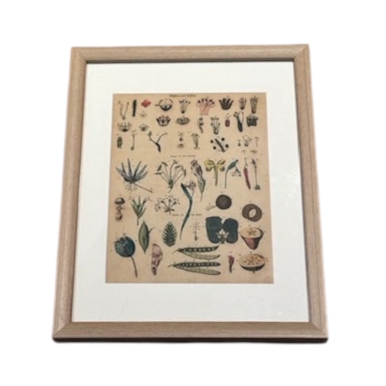 Framed antique botanical 'Parts of the Flower' print, light wood frame and white mat, angled view