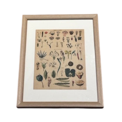 Framed antique botanical 'Parts of the Flower' print, light wood frame and white mat, angled view