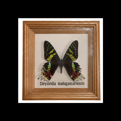 Framed Chrysiridia madagascariensis sunset moth specimen mounted under glass in wood frame