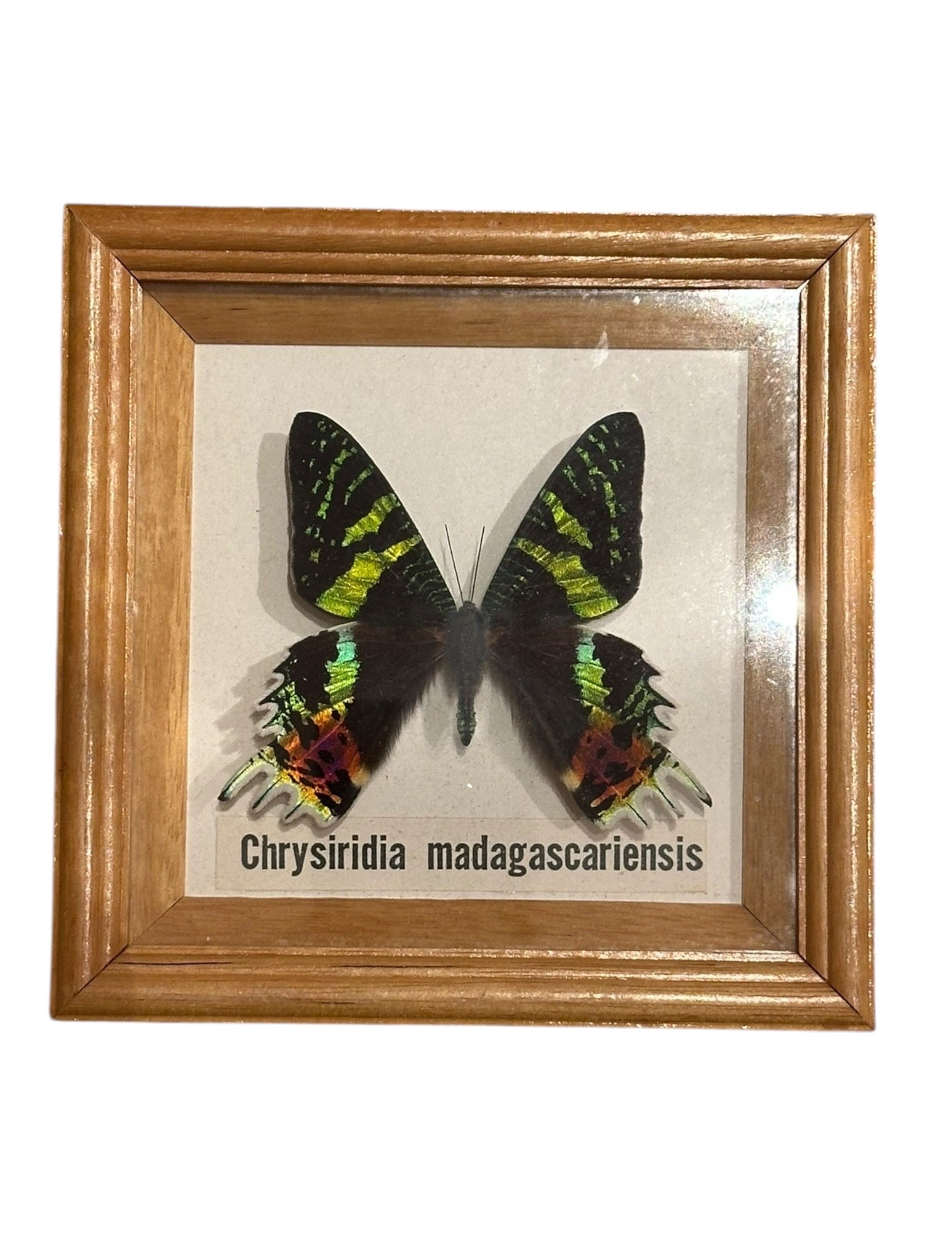Framed butterfly specimen, Chrysiridia madagascariensis sunset moth in wooden shadow box