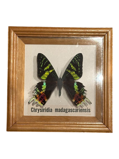 Framed butterfly specimen, Chrysiridia madagascariensis sunset moth in wooden shadow box