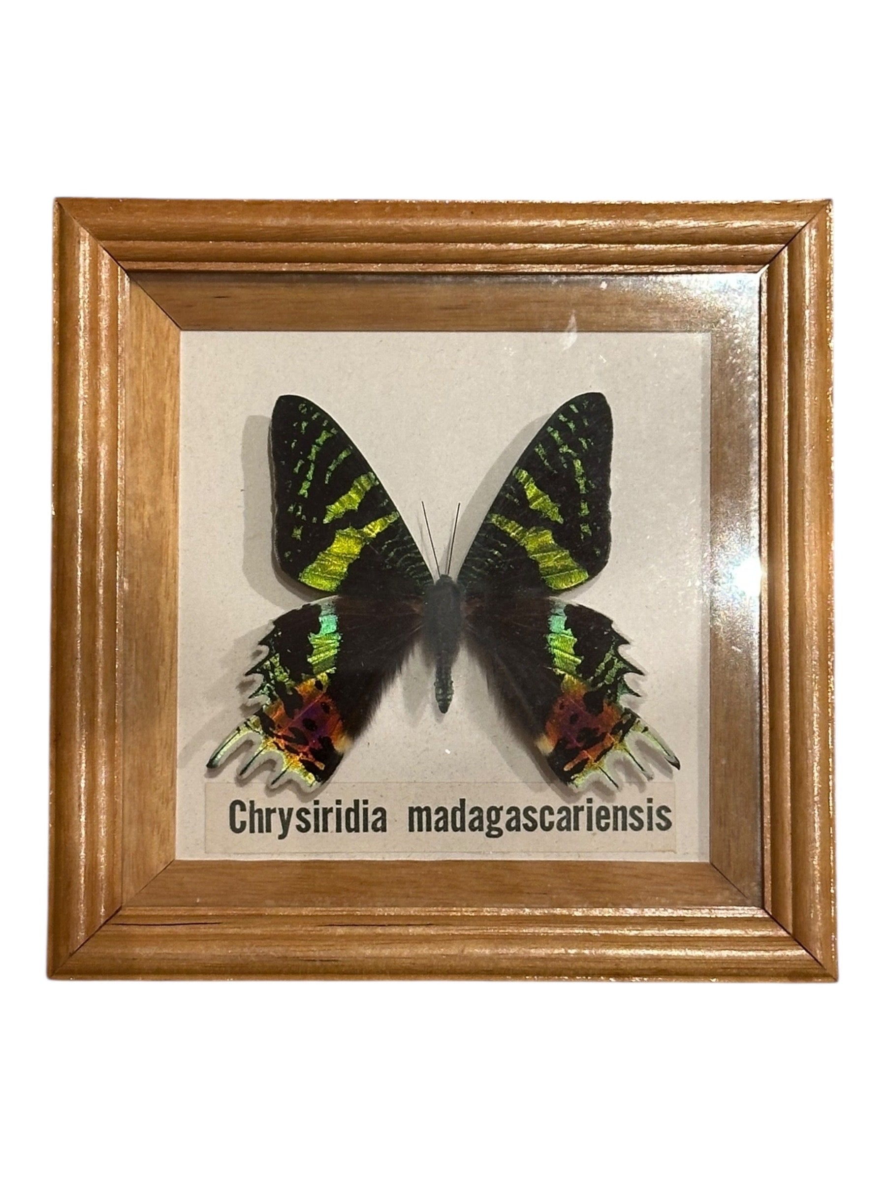 Framed sunset moth specimen with iridescent green and pink wings, labeled wooden frame