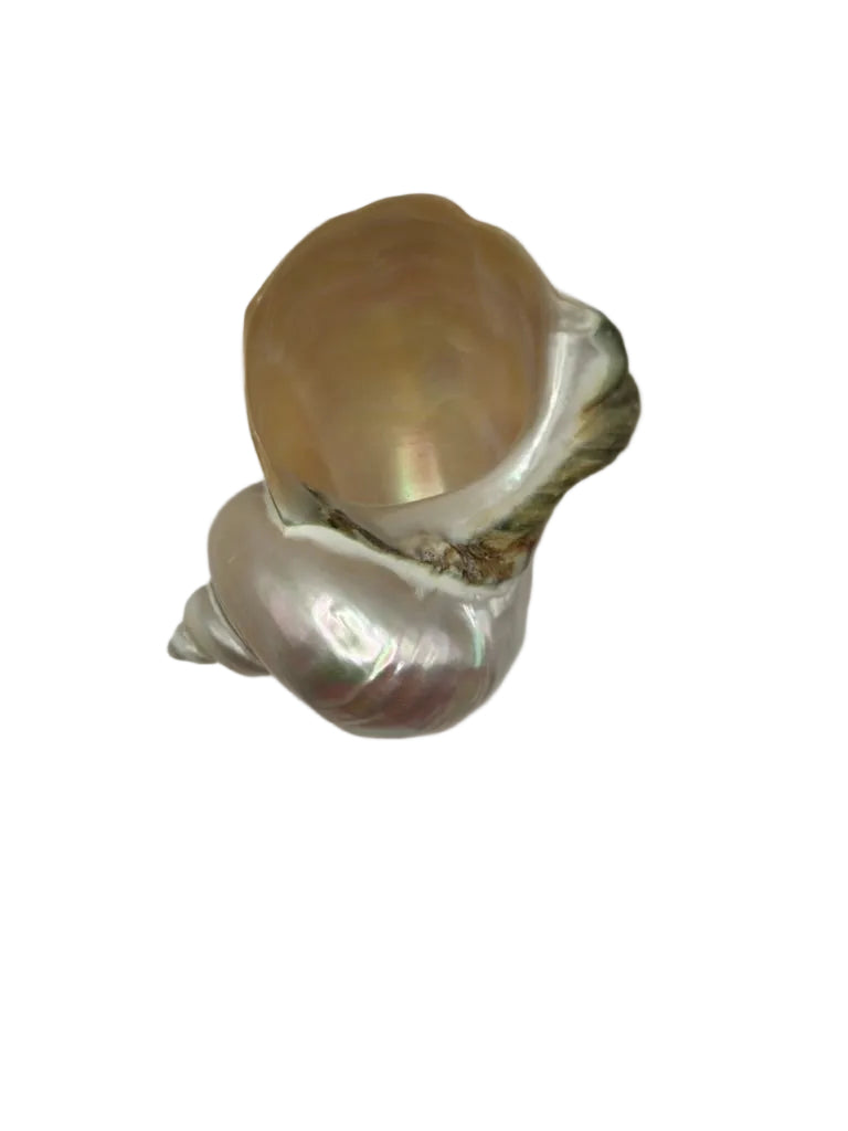 Looking into the hollow iridescent cavity of the turban shell bowl