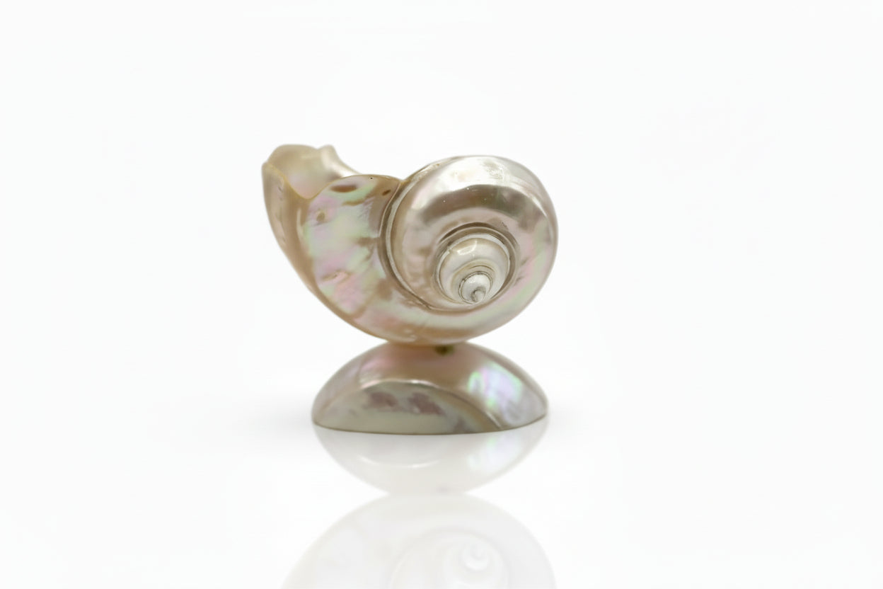 Iridescent mother-of-pearl turban shell bowl on shell foot, side view