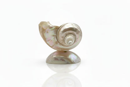 Iridescent mother-of-pearl turban shell bowl on shell foot, side view