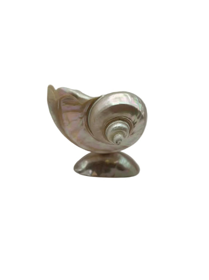 Turban shell caviar bowl showing pearly spiral whorl, angled view