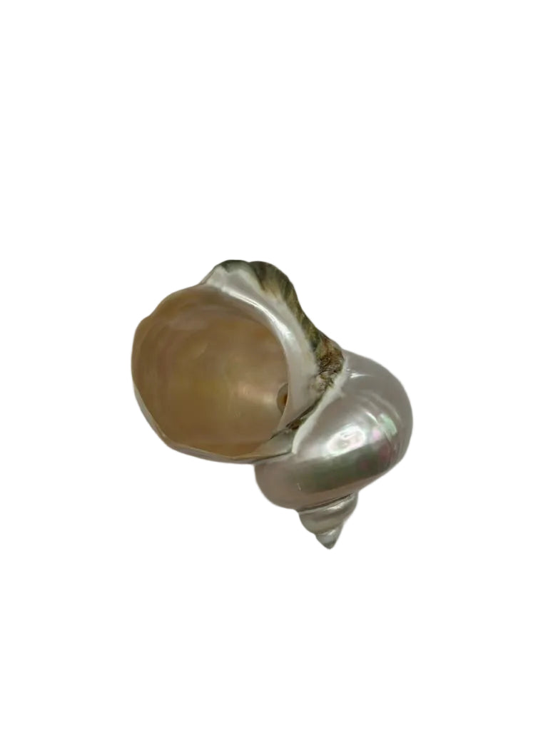 Top view of turban shell bowl showing spiral whorl and opening