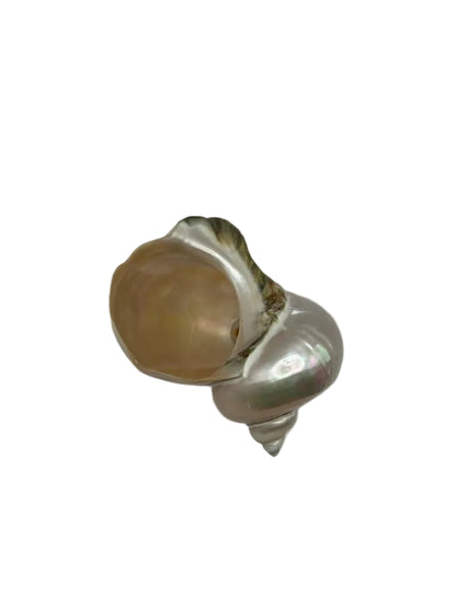 Top view of turban shell bowl showing spiral whorl and opening