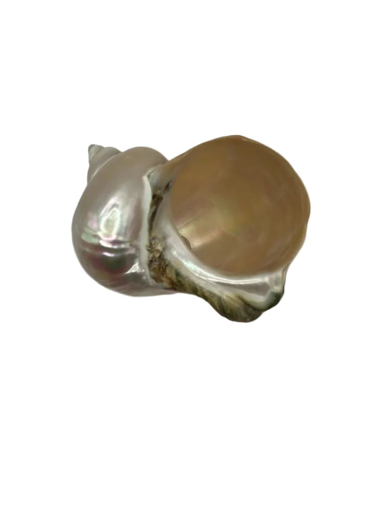 Turban shell bowl from above showing golden interior cavity