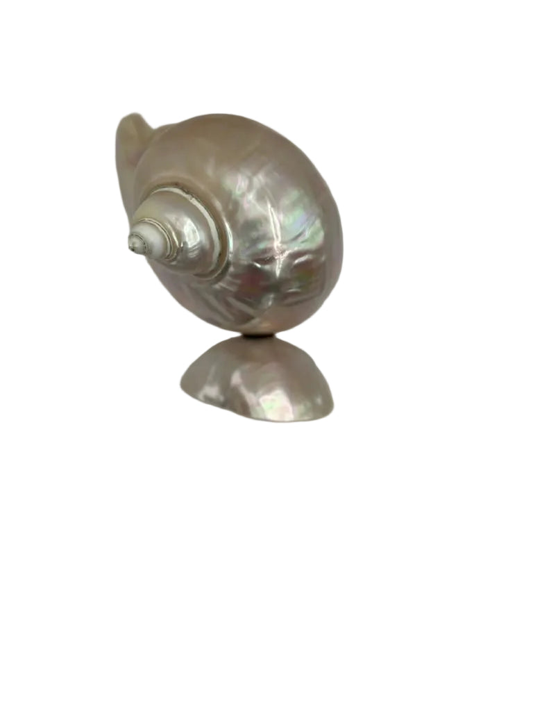 Mother-of-pearl turban shell bowl on shell base, profile view