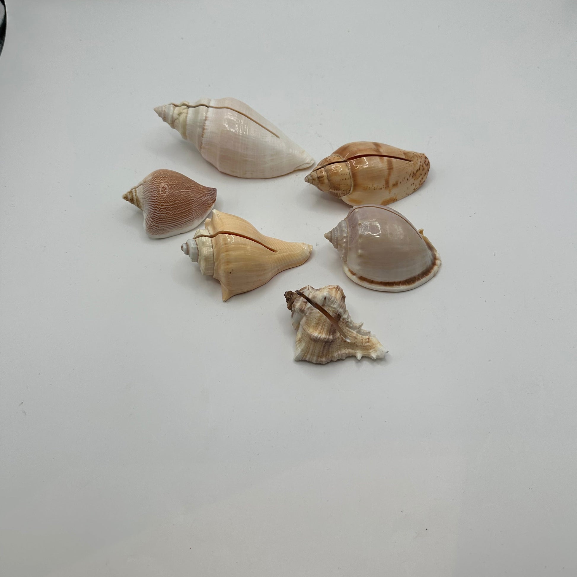Six natural sea shells with cut slits for holding place cards