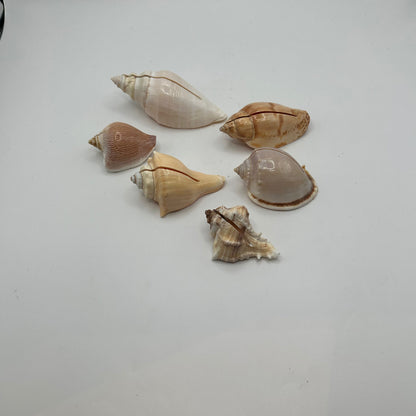 Six natural sea shells with cut slits for holding place cards