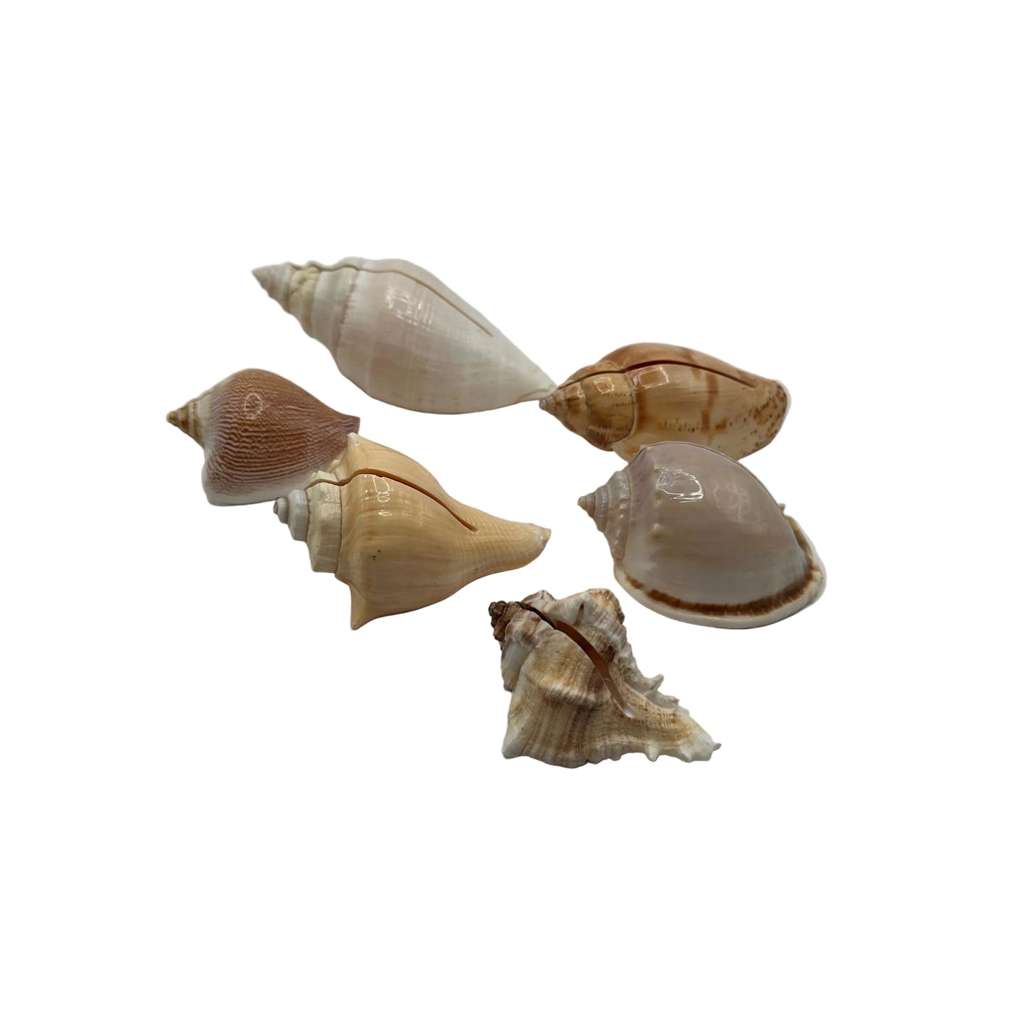 Assorted natural sea shells with cut slits to hold place cards, white background
