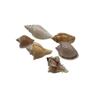 Assorted natural sea shells with cut slits to hold place cards, white background