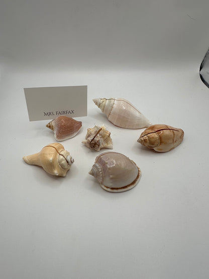 Group of natural sea shell place card holders shown with a sample place card