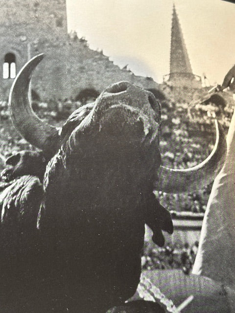 Vintage book Toros Muertos, interior black and white photo of a bull with a town spire behind