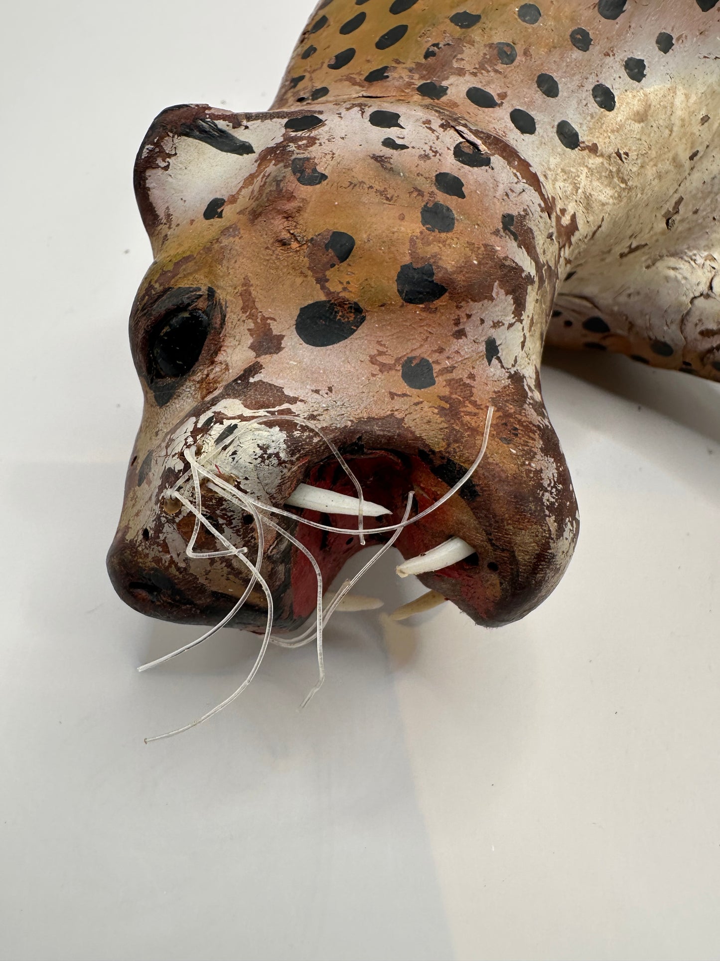 Close-up of leather leopard's snarling muzzle with white teeth and nylon whiskers