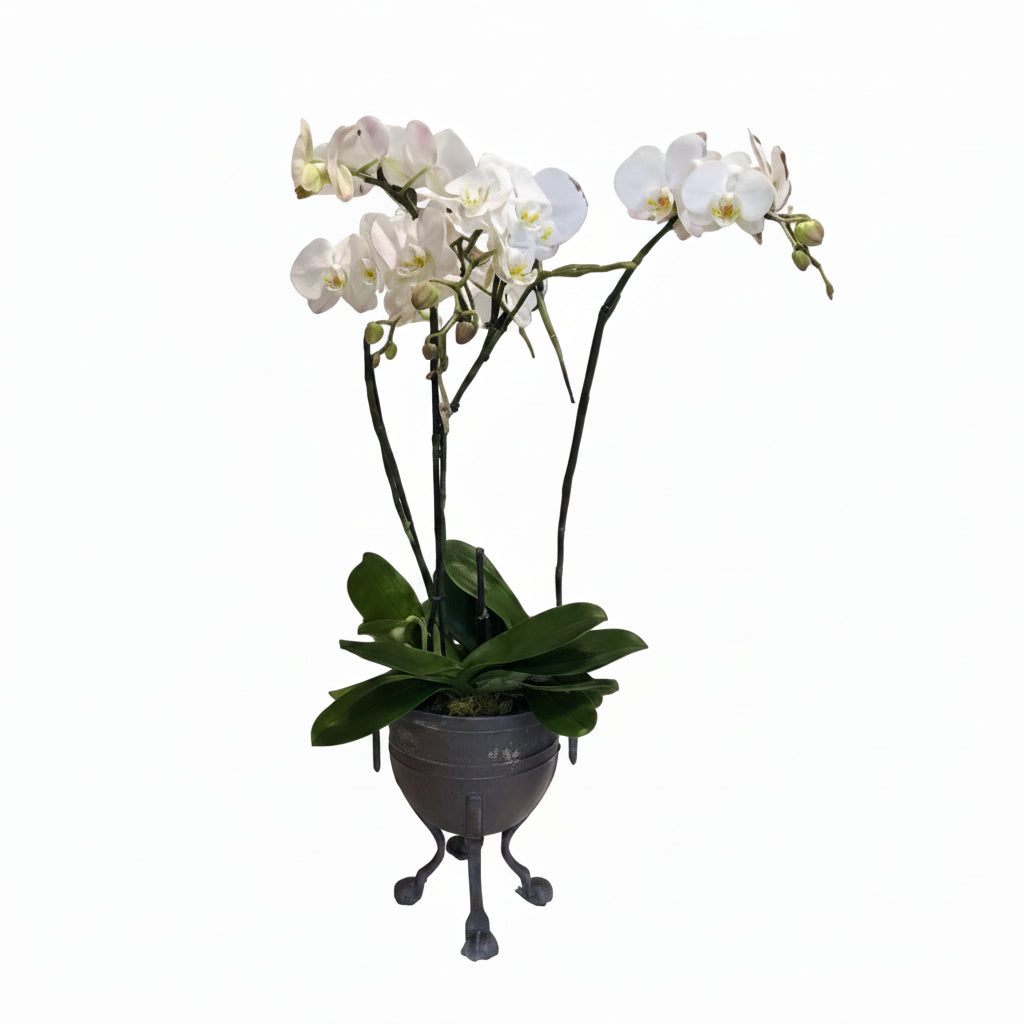 Bronze tripod jardiniere planted with white phalaenopsis orchids