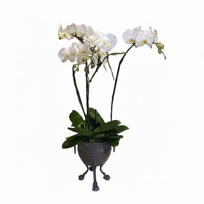 Bronze tripod jardiniere planted with white phalaenopsis orchids