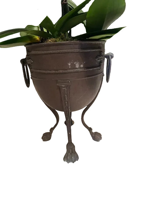 Lower view of bronze jardiniere with ring handles and claw feet holding an orchid