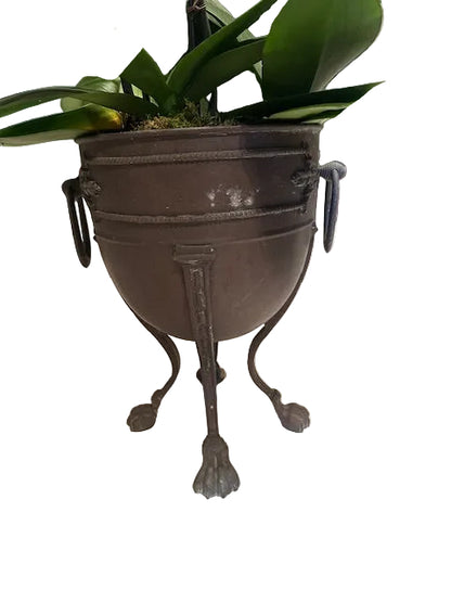 Lower view of bronze jardiniere with ring handles and claw feet holding an orchid