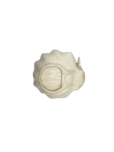 Top-down view of the fish bowl on the peach scallop shell serving piece