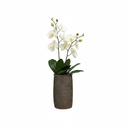 Brown ribbed cylindrical ceramic vase holding white phalaenopsis orchids, front view